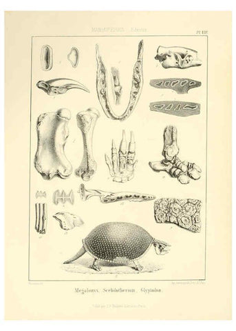 Reproducción/Reproduction 6106066045: Traité de paléontologie London : H. Ballière ;J.-B. Baillière ;1853-1857