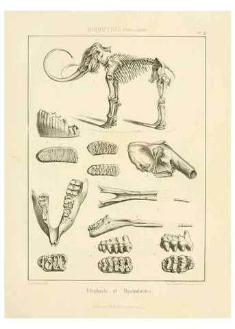 Reproducción/Reproduction 6106066295: Traité de paléontologie London : H. Ballière ;J.-B. Baillière ;1853-1857