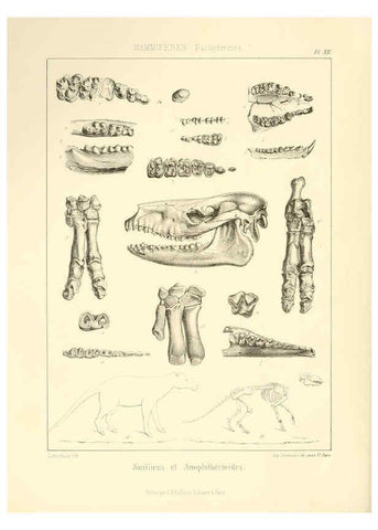 Reproducción/Reproduction 6106067325: Traité de paléontologie London : H. Ballière ;J.-B. Baillière ;1853-1857