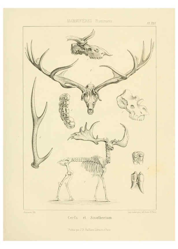 Reproducción/Reproduction 6106613040: Traité de paléontologie London : H. Ballière ;J.-B. Baillière ;1853-1857