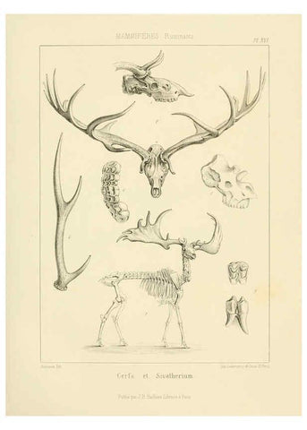 Reproducción/Reproduction 6106613040: Traité de paléontologie London : H. Ballière ;J.-B. Baillière ;1853-1857