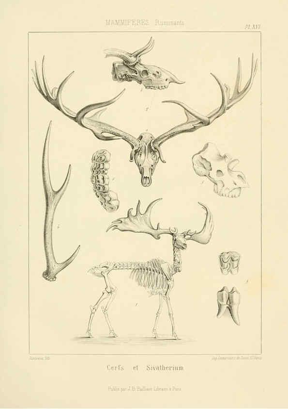 Reproducción/Reproduction 6106613040: Traité de paléontologie London : H. Ballière ;J.-B. Baillière ;1853-1857