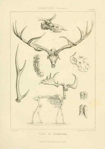Reproducción/Reproduction 6106613040: Traité de paléontologie London : H. Ballière ;J.-B. Baillière ;1853-1857