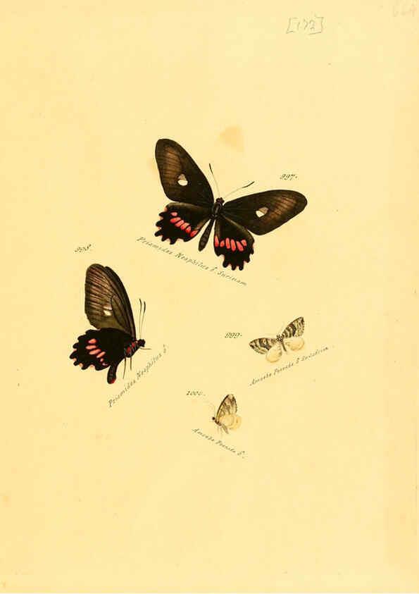 Reproducción/Reproduction 6105925107: Zuträge zur Sammlung exotischer Schmettlinge [sic] atlas Augsburg :bey dem Verfasser zu finden,1818-1837