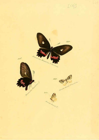 Reproducción/Reproduction 6105925107: Zuträge zur Sammlung exotischer Schmettlinge [sic] atlas Augsburg :bey dem Verfasser zu finden,1818-1837