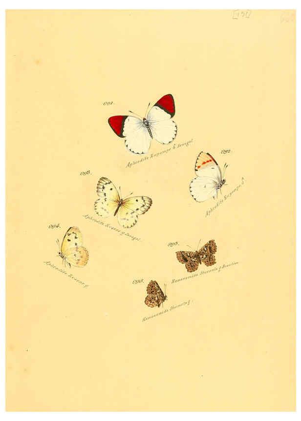 Reproducción/Reproduction 6106470234: Zuträge zur Sammlung exotischer Schmettlinge [sic] atlas Augsburg :bey dem Verfasser zu finden,1818-1837