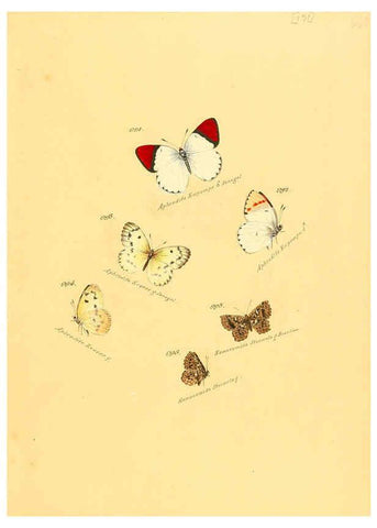 Reproducción/Reproduction 6106470234: Zuträge zur Sammlung exotischer Schmettlinge [sic] atlas Augsburg :bey dem Verfasser zu finden,1818-1837