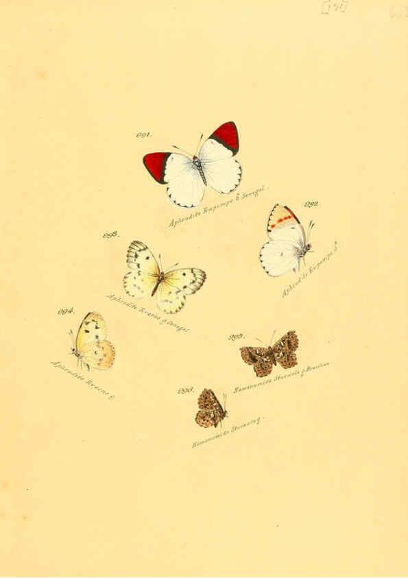 Reproducción/Reproduction 6106470234: Zuträge zur Sammlung exotischer Schmettlinge [sic] atlas Augsburg :bey dem Verfasser zu finden,1818-1837