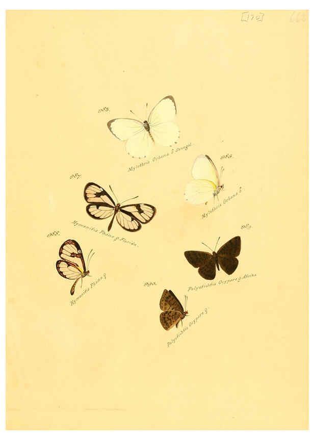 Reproducción/Reproduction 6106470014: Zuträge zur Sammlung exotischer Schmettlinge [sic] atlas Augsburg :bey dem Verfasser zu finden,1818-1837