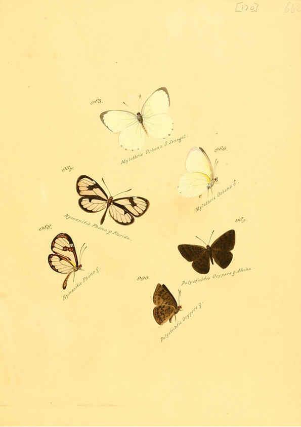 Reproducción/Reproduction 6106470014: Zuträge zur Sammlung exotischer Schmettlinge [sic] atlas Augsburg :bey dem Verfasser zu finden,1818-1837