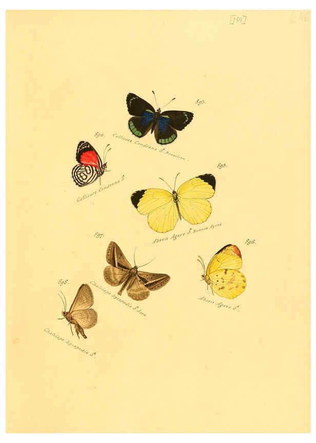 Reproducción/Reproduction 6106465574: Zuträge zur Sammlung exotischer Schmettlinge [sic] atlas Augsburg :bey dem Verfasser zu finden,1818-1837
