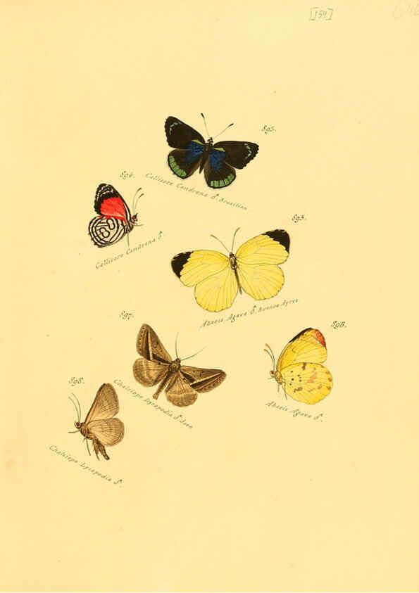 Reproducción/Reproduction 6106465574: Zuträge zur Sammlung exotischer Schmettlinge [sic] atlas Augsburg :bey dem Verfasser zu finden,1818-1837