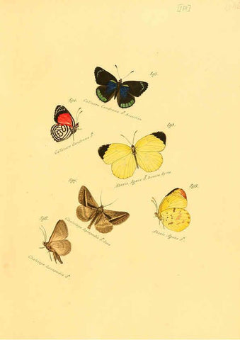 Reproducción/Reproduction 6106465574: Zuträge zur Sammlung exotischer Schmettlinge [sic] atlas Augsburg :bey dem Verfasser zu finden,1818-1837
