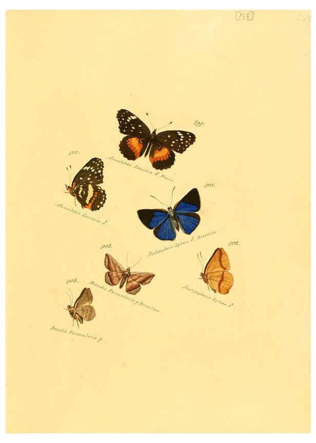 Reproducción/Reproduction 6105920249: Zuträge zur Sammlung exotischer Schmettlinge [sic] atlas Augsburg :bey dem Verfasser zu finden,1818-1837