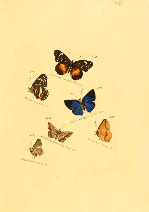 Reproducción/Reproduction 6105920249: Zuträge zur Sammlung exotischer Schmettlinge [sic] atlas Augsburg :bey dem Verfasser zu finden,1818-1837