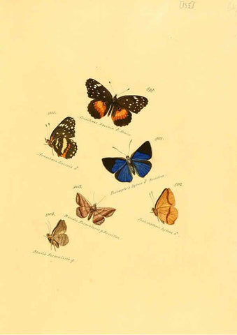 Reproducción/Reproduction 6105920249: Zuträge zur Sammlung exotischer Schmettlinge [sic] atlas Augsburg :bey dem Verfasser zu finden,1818-1837