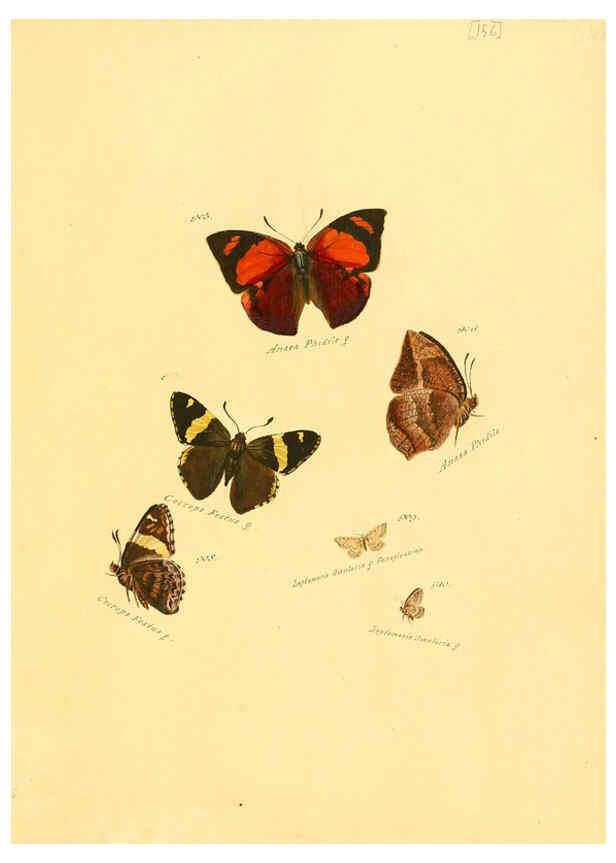 Reproducción/Reproduction 6105920569: Zuträge zur Sammlung exotischer Schmettlinge [sic] atlas Augsburg :bey dem Verfasser zu finden,1818-1837