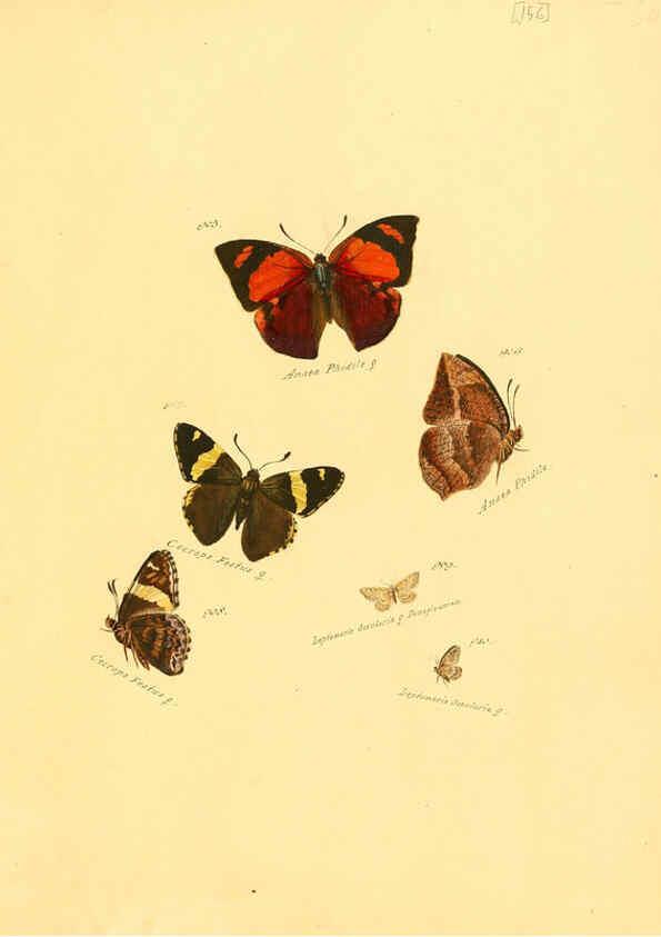 Reproducción/Reproduction 6105920569: Zuträge zur Sammlung exotischer Schmettlinge [sic] atlas Augsburg :bey dem Verfasser zu finden,1818-1837