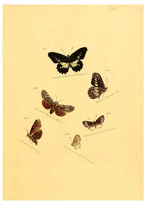 Reproducción/Reproduction 6105920863: Zuträge zur Sammlung exotischer Schmettlinge [sic] atlas Augsburg :bey dem Verfasser zu finden,1818-1837