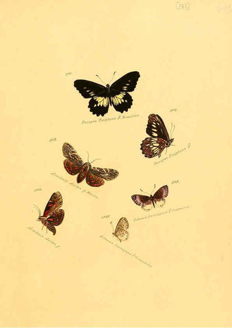 Reproducción/Reproduction 6105920863: Zuträge zur Sammlung exotischer Schmettlinge [sic] atlas Augsburg :bey dem Verfasser zu finden,1818-1837