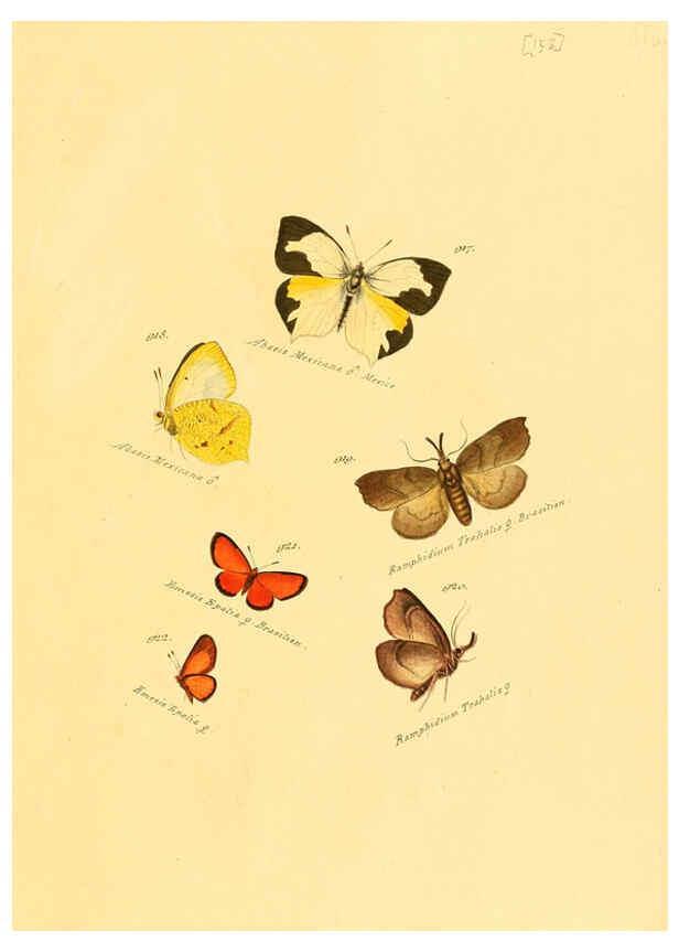 Reproducción/Reproduction 6106466594: Zuträge zur Sammlung exotischer Schmettlinge [sic] atlas Augsburg :bey dem Verfasser zu finden,1818-1837
