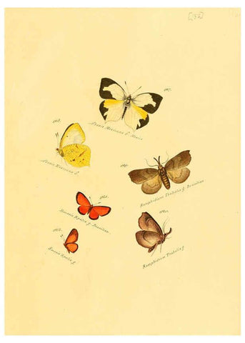 Reproducción/Reproduction 6106466594: Zuträge zur Sammlung exotischer Schmettlinge [sic] atlas Augsburg :bey dem Verfasser zu finden,1818-1837