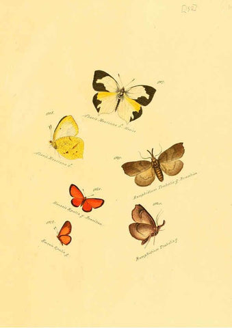 Reproducción/Reproduction 6106466594: Zuträge zur Sammlung exotischer Schmettlinge [sic] atlas Augsburg :bey dem Verfasser zu finden,1818-1837