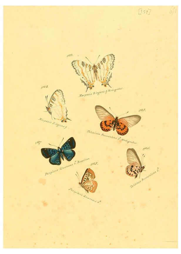Reproducción/Reproduction 6105921305: Zuträge zur Sammlung exotischer Schmettlinge [sic] atlas Augsburg :bey dem Verfasser zu finden,1818-1837