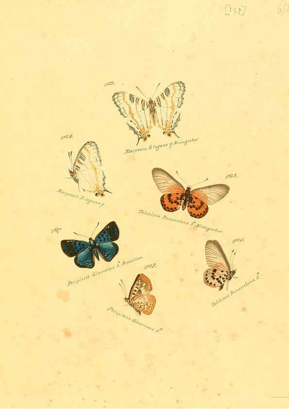 Reproducción/Reproduction 6105921305: Zuträge zur Sammlung exotischer Schmettlinge [sic] atlas Augsburg :bey dem Verfasser zu finden,1818-1837