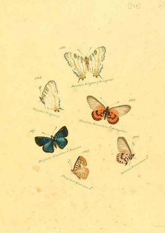 Reproducción/Reproduction 6105921305: Zuträge zur Sammlung exotischer Schmettlinge [sic] atlas Augsburg :bey dem Verfasser zu finden,1818-1837