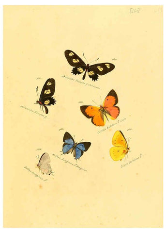 Reproducción/Reproduction 6105921527: Zuträge zur Sammlung exotischer Schmettlinge [sic] atlas Augsburg :bey dem Verfasser zu finden,1818-1837