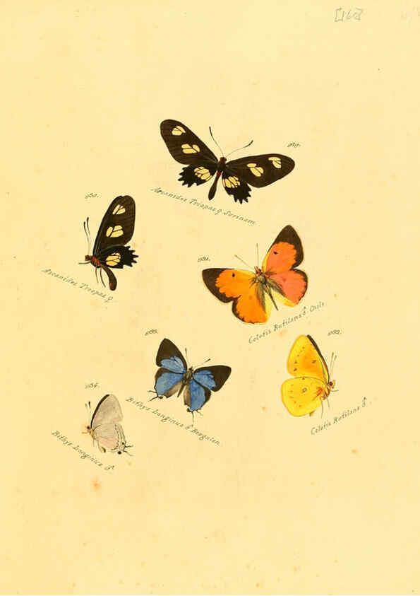 Reproducción/Reproduction 6105921527: Zuträge zur Sammlung exotischer Schmettlinge [sic] atlas Augsburg :bey dem Verfasser zu finden,1818-1837