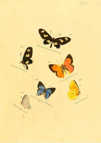 Reproducción/Reproduction 6105921527: Zuträge zur Sammlung exotischer Schmettlinge [sic] atlas Augsburg :bey dem Verfasser zu finden,1818-1837