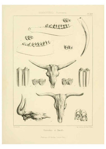 Reproducción/Reproduction 6106613222: Traité de paléontologie London : H. Ballière ;J.-B. Baillière ;1853-1857
