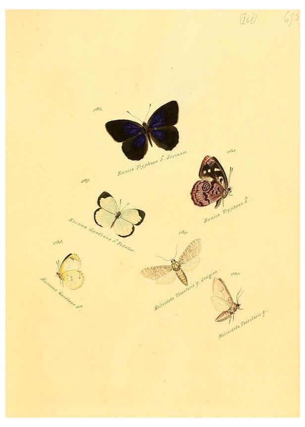 Reproducción/Reproduction 6105921755: Zuträge zur Sammlung exotischer Schmettlinge [sic] atlas Augsburg :bey dem Verfasser zu finden,1818-1837
