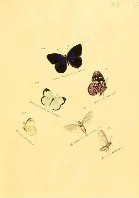Reproducción/Reproduction 6105921755: Zuträge zur Sammlung exotischer Schmettlinge [sic] atlas Augsburg :bey dem Verfasser zu finden,1818-1837
