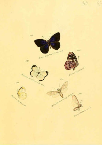 Reproducción/Reproduction 6105921755: Zuträge zur Sammlung exotischer Schmettlinge [sic] atlas Augsburg :bey dem Verfasser zu finden,1818-1837