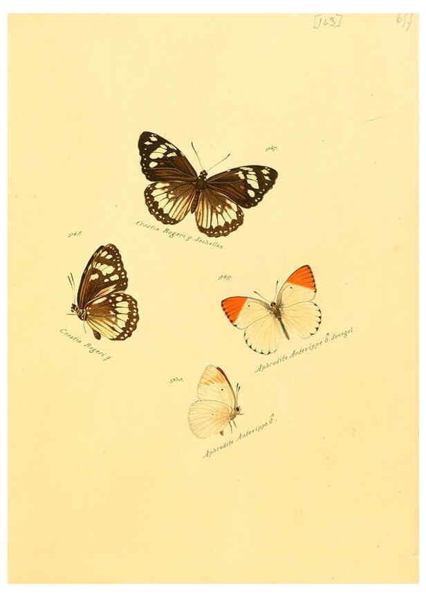 Reproducción/Reproduction 6106467786: Zuträge zur Sammlung exotischer Schmettlinge [sic] atlas Augsburg :bey dem Verfasser zu finden,1818-1837