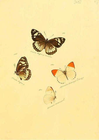 Reproducción/Reproduction 6106467786: Zuträge zur Sammlung exotischer Schmettlinge [sic] atlas Augsburg :bey dem Verfasser zu finden,1818-1837