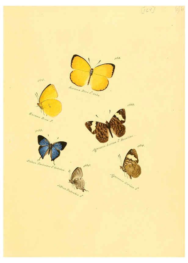 Reproducción/Reproduction 6106468112: Zuträge zur Sammlung exotischer Schmettlinge [sic] atlas Augsburg :bey dem Verfasser zu finden,1818-1837