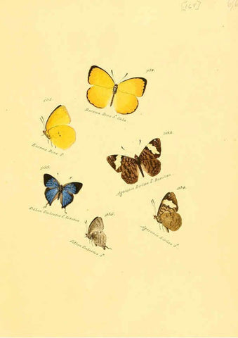 Reproducción/Reproduction 6106468112: Zuträge zur Sammlung exotischer Schmettlinge [sic] atlas Augsburg :bey dem Verfasser zu finden,1818-1837