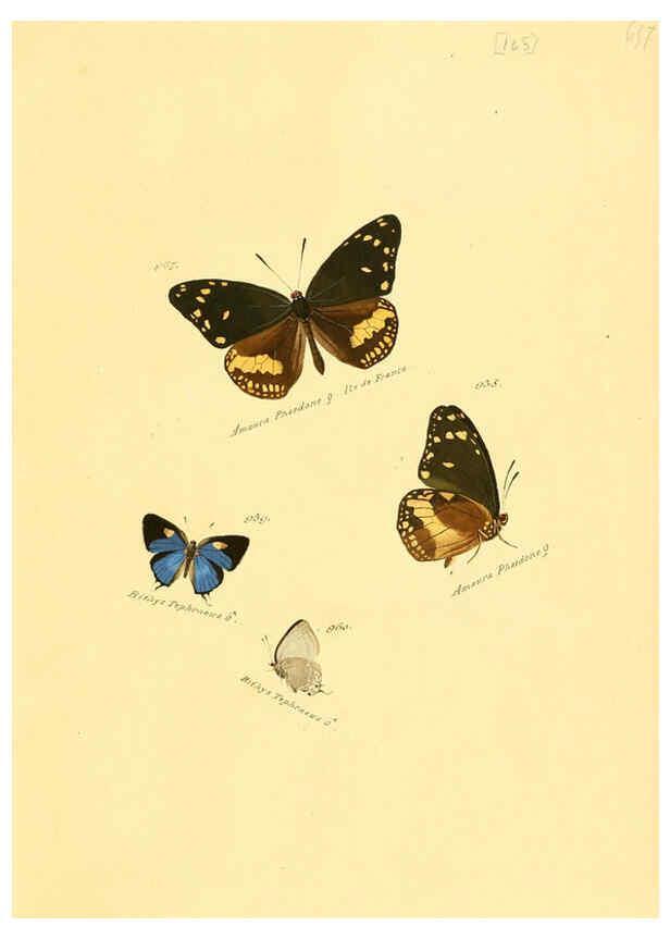 Reproducción/Reproduction 6105922961: Zuträge zur Sammlung exotischer Schmettlinge [sic] atlas Augsburg :bey dem Verfasser zu finden,1818-1837