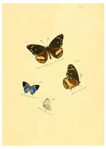 Reproducción/Reproduction 6105922961: Zuträge zur Sammlung exotischer Schmettlinge [sic] atlas Augsburg :bey dem Verfasser zu finden,1818-1837