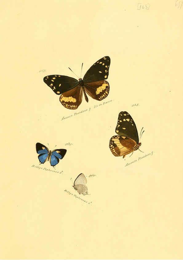 Reproducción/Reproduction 6105922961: Zuträge zur Sammlung exotischer Schmettlinge [sic] atlas Augsburg :bey dem Verfasser zu finden,1818-1837