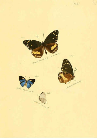 Reproducción/Reproduction 6105922961: Zuträge zur Sammlung exotischer Schmettlinge [sic] atlas Augsburg :bey dem Verfasser zu finden,1818-1837
