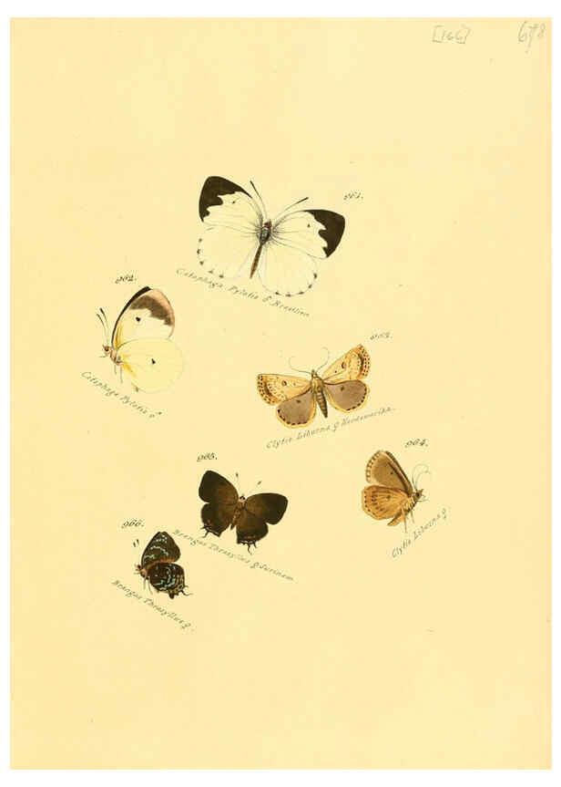 Reproducción/Reproduction 6106468852: Zuträge zur Sammlung exotischer Schmettlinge [sic] atlas Augsburg :bey dem Verfasser zu finden,1818-1837
