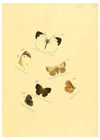 Reproducción/Reproduction 6106468852: Zuträge zur Sammlung exotischer Schmettlinge [sic] atlas Augsburg :bey dem Verfasser zu finden,1818-1837