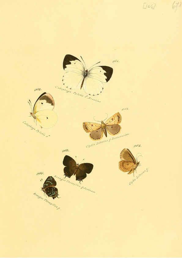 Reproducción/Reproduction 6106468852: Zuträge zur Sammlung exotischer Schmettlinge [sic] atlas Augsburg :bey dem Verfasser zu finden,1818-1837