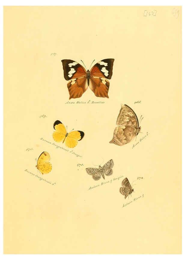 Reproducción/Reproduction 6105923745: Zuträge zur Sammlung exotischer Schmettlinge [sic] atlas Augsburg :bey dem Verfasser zu finden,1818-1837