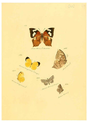 Reproducción/Reproduction 6105923745: Zuträge zur Sammlung exotischer Schmettlinge [sic] atlas Augsburg :bey dem Verfasser zu finden,1818-1837